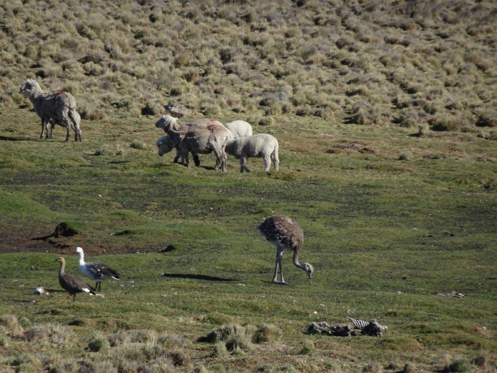 Tierra del Fuego – 8/10 febbraio –  Da EL CALAFATE a VILLA CERRO&nbsp;CASTILLO