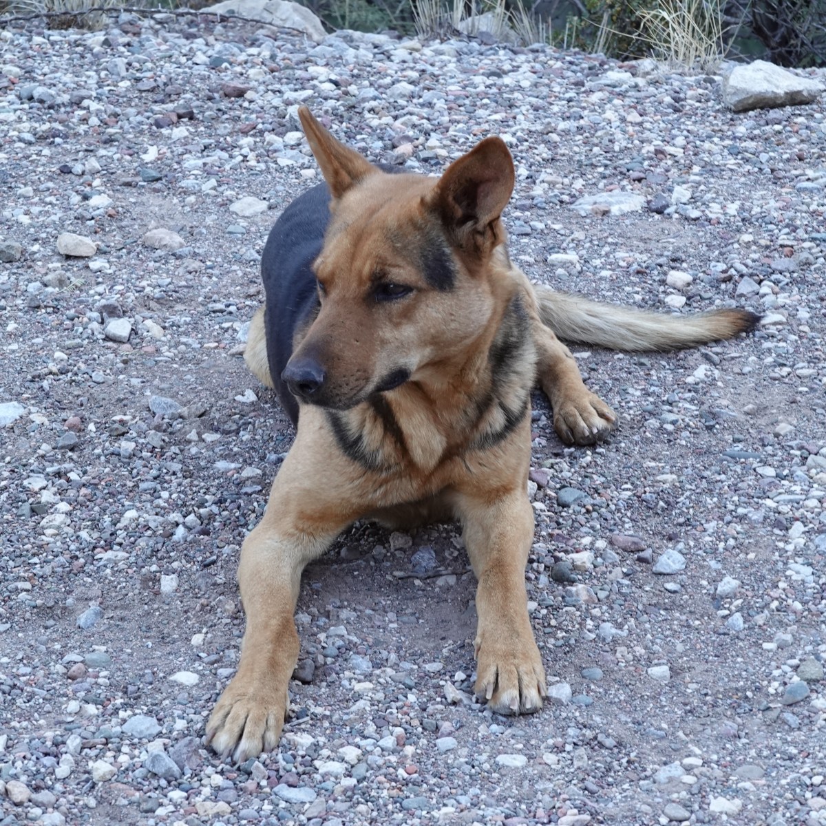 ARGENTINA – Fine del primo&nbsp;tempo